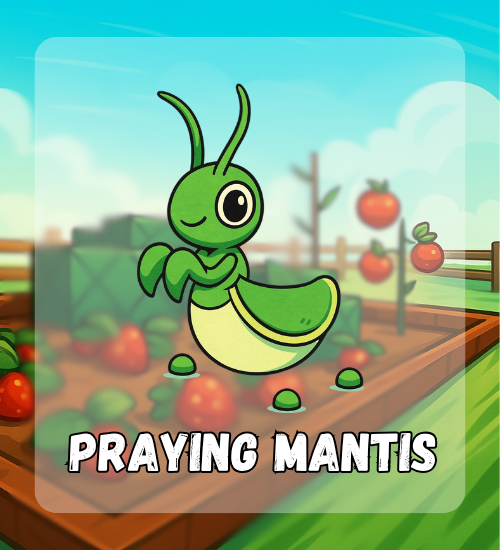 Praying Mantis